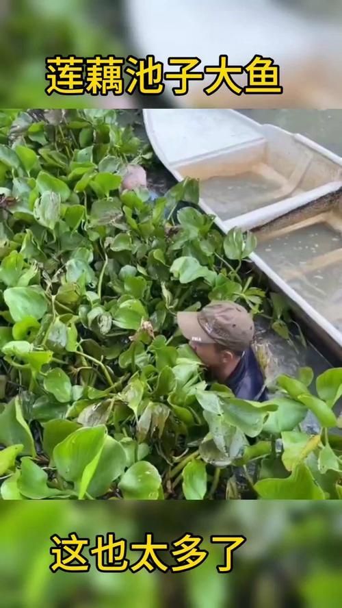 混養時需要注意哪些事項？，廣州大型魚缸定做