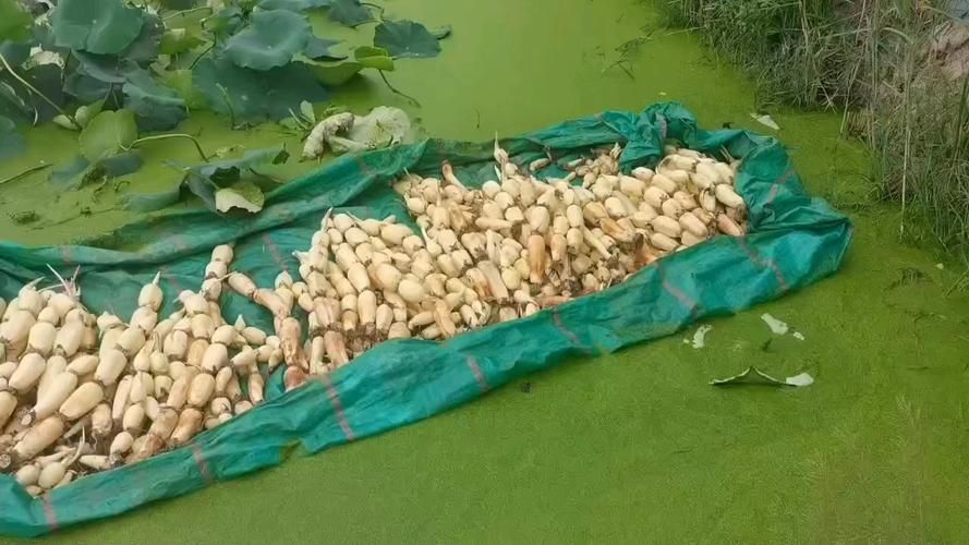 混養時需要注意哪些事項？，廣州大型魚缸定做