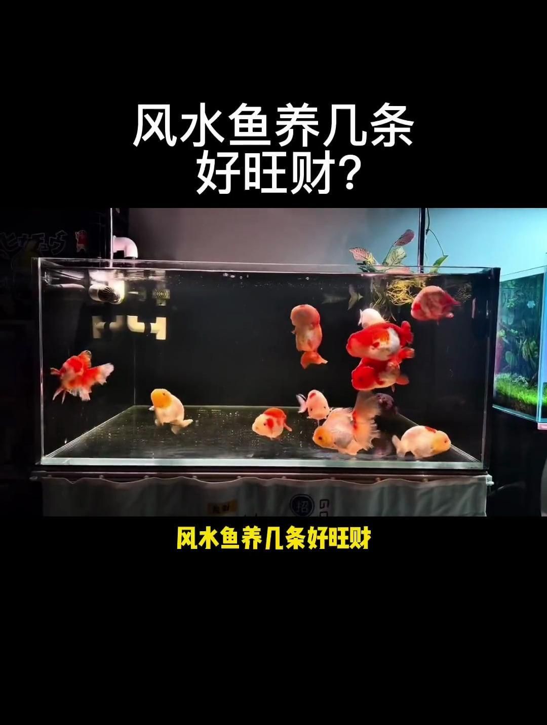 風水魚養幾條最旺財，風水魚數量與五行對照表