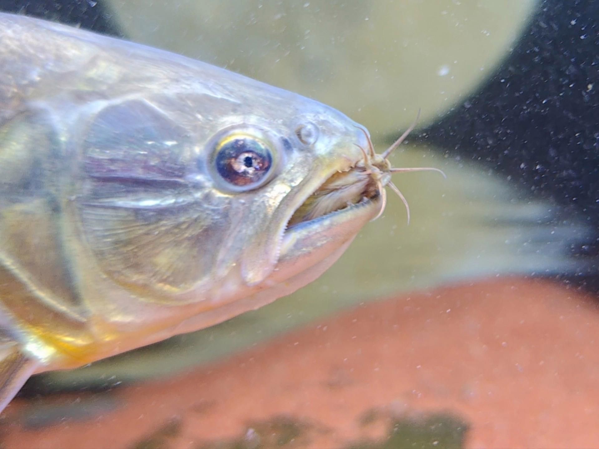 給我一份黃金河虎魚的飼養指南，黃金河虎魚養殖指南