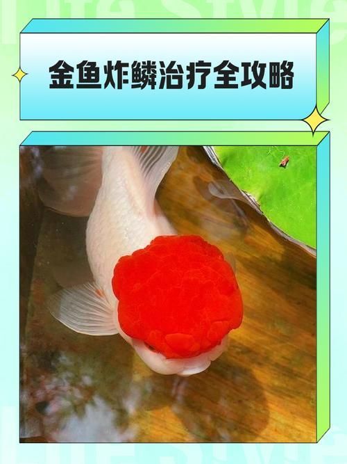 如何預(yù)防金魚炸鱗 如何預(yù)防金魚炸鱗 龍魚百科 第4張