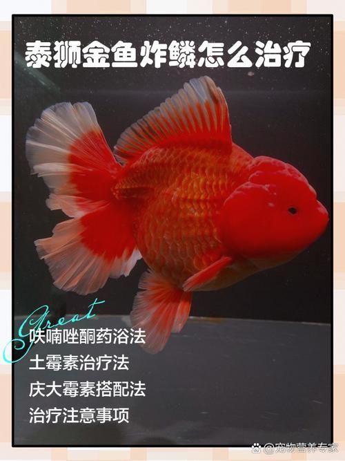 如何預(yù)防金魚炸鱗 如何預(yù)防金魚炸鱗 龍魚百科 第5張