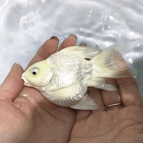 蝴蝶鯉有哪些常見品種？，蝴蝶鯉品種盤點葵葵博士愛喂養好的蝴蝶鯉哪個品種最受歡迎