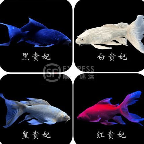 蝴蝶鯉有哪些常見品種？，蝴蝶鯉品種盤點葵葵博士愛喂養好的蝴蝶鯉哪個品種最受歡迎