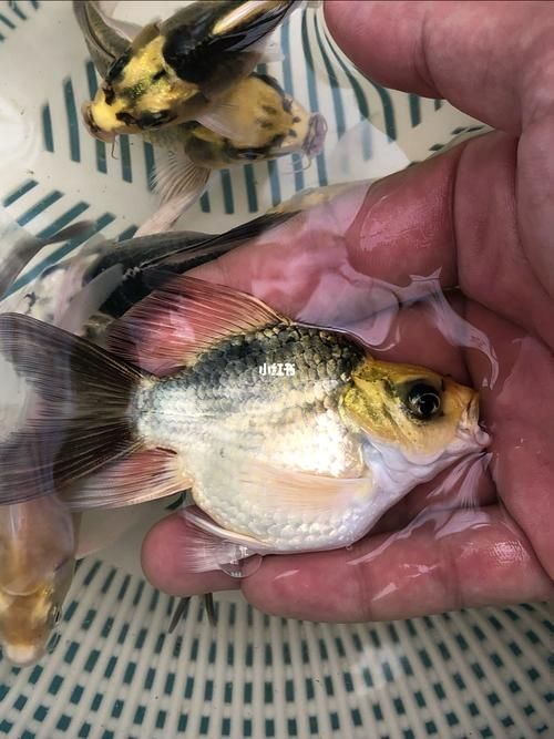 蝴蝶鯉有哪些常見品種？，蝴蝶鯉品種盤點葵葵博士愛喂養好的蝴蝶鯉哪個品種最受歡迎