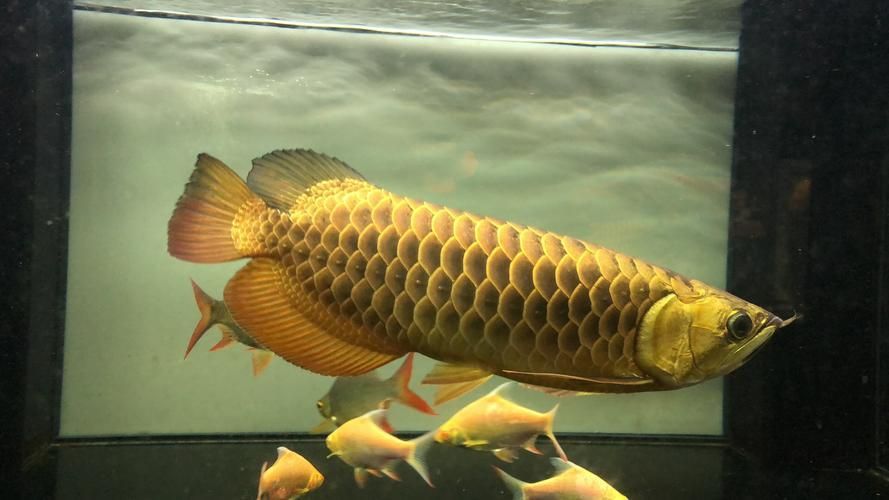 龍魚十大漁場排名榜有哪些版本？，龍魚十大漁場排名 龍魚十大漁場排名榜有哪些版本？，龍魚十大漁場排名 龍魚百科 第2張