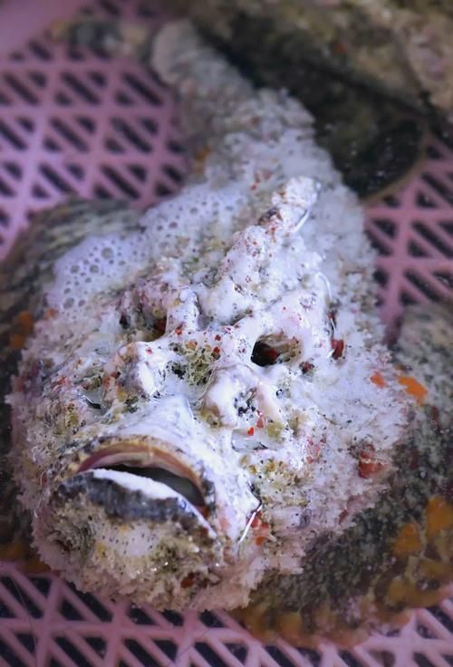 給我一些虎魚的圖片，如何判斷紅龍魚的等級？