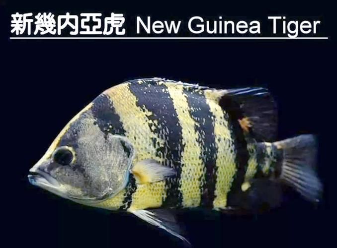 給我一些虎魚的圖片，如何判斷紅龍魚的等級？