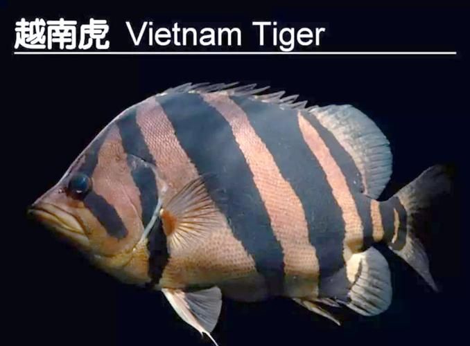 給我一些虎魚的圖片，如何判斷紅龍魚的等級？