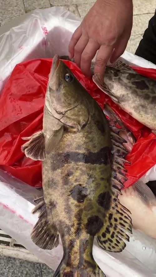 給我一些虎魚的圖片，如何判斷紅龍魚的等級？