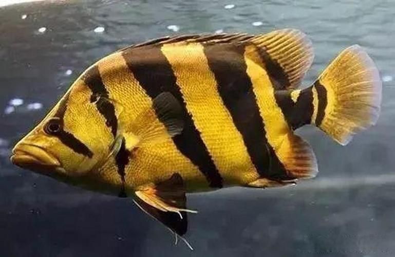 給我一些虎魚的圖片，如何判斷紅龍魚的等級？