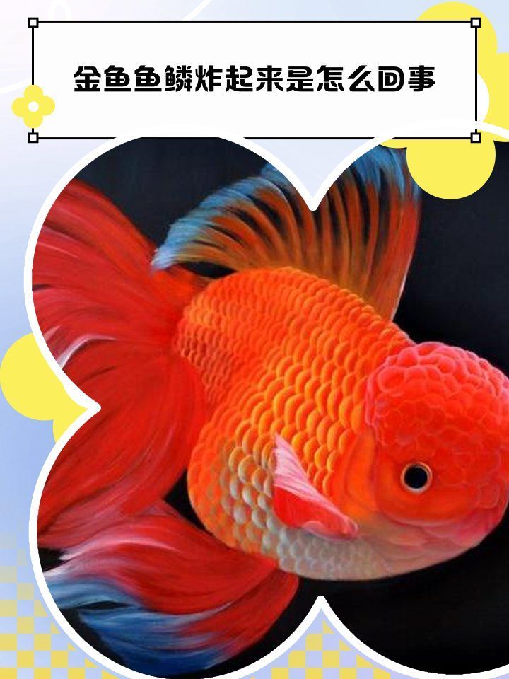 如何判斷魚是否感染炸鱗病，金魚魚鱗炸起來是怎么回事 如何判斷魚是否感染炸鱗病，金魚魚鱗炸起來是怎么回事 龍魚百科 第1張