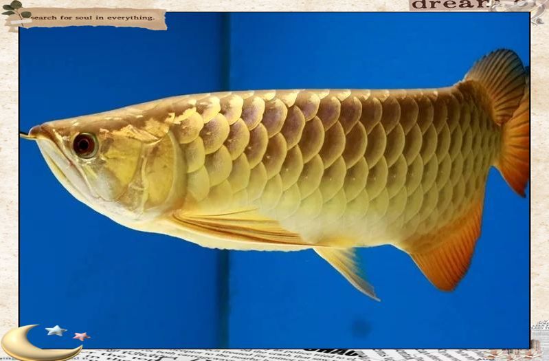 如何預防龍魚爛尾病惡化，如何預防龍魚爛尾病惡化？ 如何預防龍魚爛尾病惡化，如何預防龍魚爛尾病惡化？ 龍魚百科 第2張