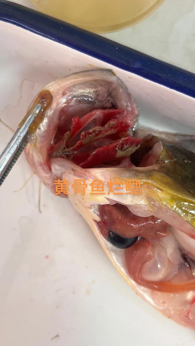 如何判斷魚是否感染了細菌,arxiv論文助手判斷魚是否感染細菌是否感染了細菌 龍魚百科 第9張 如何判斷魚是否感染了細菌,arxiv論文助手判斷魚是否感染細菌是否感染了細菌 如何判斷魚是否感染了細菌,arxiv論文助手判斷魚是否感染細菌是否感染了細菌 龍魚百科 第9張