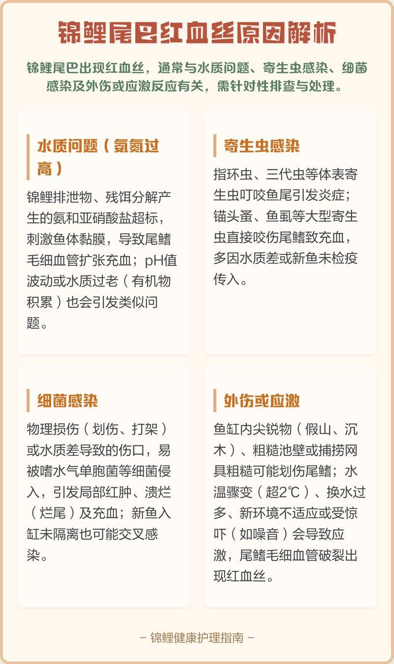 如何預(yù)防鯉魚(yú)尾鰭有血絲，錦鯉尾巴紅血絲怎么辦？ 如何預(yù)防鯉魚(yú)尾鰭有血絲，錦鯉尾巴紅血絲怎么辦？ 龍魚(yú)百科 第2張