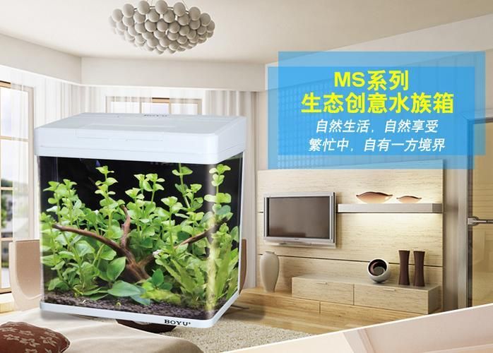 彩鰈、森森、閩江、可麗愛、博宇哪個品牌最好？，可麗愛、森森、閩江、可麗愛、博宇哪個品牌最好 彩鰈、森森、閩江、可麗愛、博宇哪個品牌最好？，可麗愛、森森、閩江、可麗愛、博宇哪個品牌最好 龍魚百科 第5張