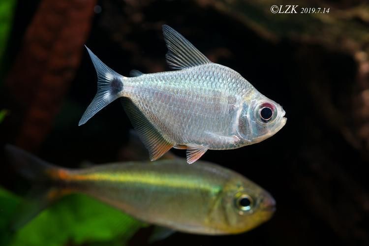 麥肯斯銀版魚,麥肯斯銀版魚是否為真實存在的水族愛好者的真實存在 龍魚百科 第6張 麥肯斯銀版魚,麥肯斯銀版魚是否為真實存在的水族愛好者的真實存在 麥肯斯銀版魚,麥肯斯銀版魚是否為真實存在的水族愛好者的真實存在 龍魚百科 第6張