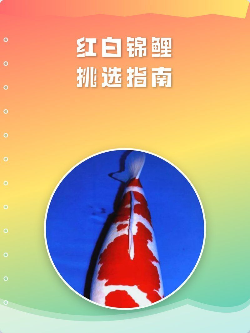 如何挑選優質的紅白錦鯉？，如何挑選優質的紅白錦鯉 如何挑選優質的紅白錦鯉？，如何挑選優質的紅白錦鯉 龍魚百科 第2張