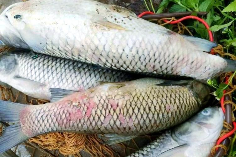 有哪些常見的魚類疫病類型，arxiv論文助手詳解常見的魚類疫病類型