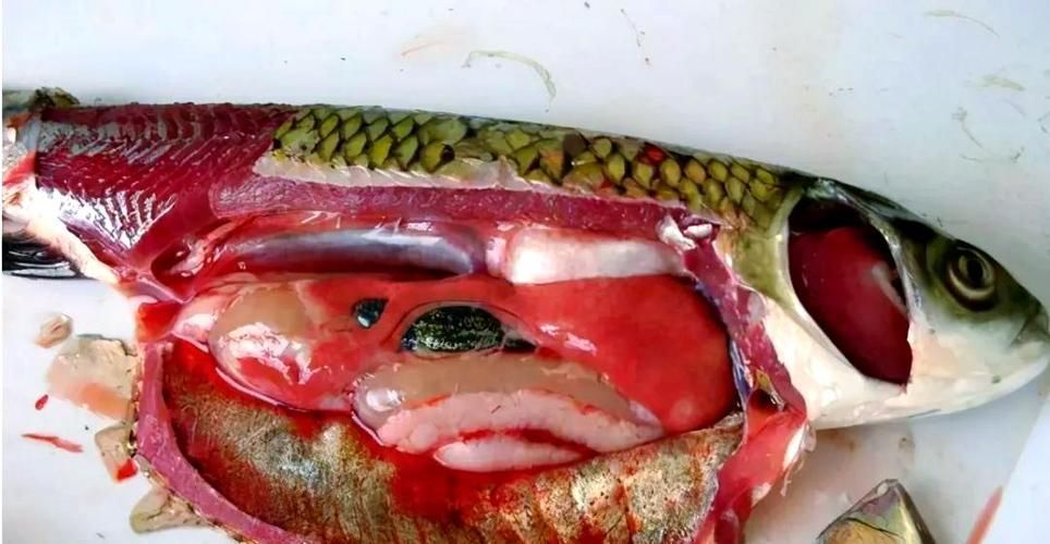 有哪些常見的魚類疫病類型，arxiv論文助手詳解常見的魚類疫病類型