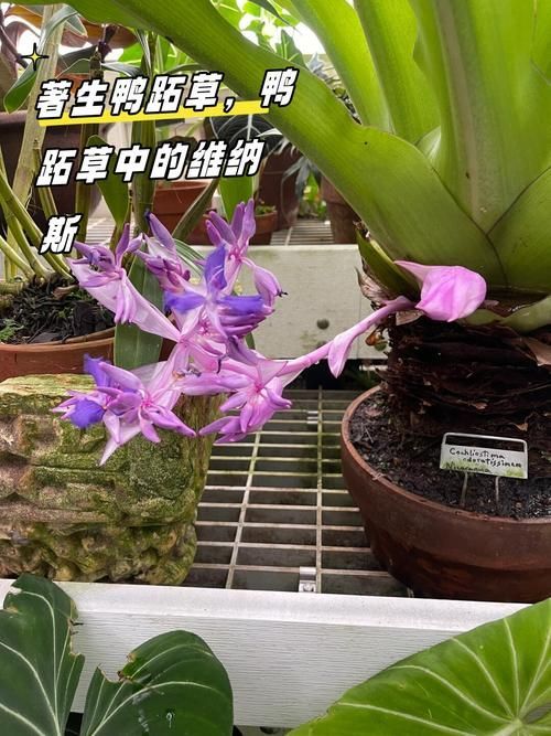 尼羅鱷如何捕食白金猛魚？，尼羅鱷如何捕食大型魚類 尼羅鱷如何捕食白金猛魚？，尼羅鱷如何捕食大型魚類 龍魚百科 第4張