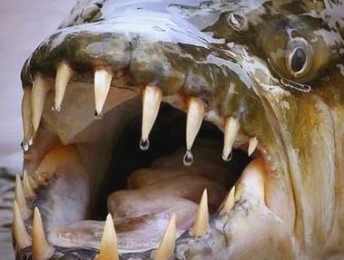 尼羅鱷如何捕食白金猛魚？，尼羅鱷如何捕食大型魚類 尼羅鱷如何捕食白金猛魚？，尼羅鱷如何捕食大型魚類 龍魚百科 第3張