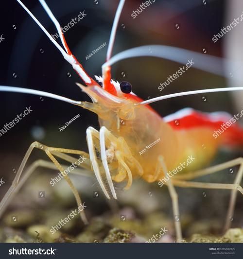 尼羅鱷如何捕食白金猛魚？，尼羅鱷如何捕食大型魚類 尼羅鱷如何捕食白金猛魚？，尼羅鱷如何捕食大型魚類 龍魚百科 第5張