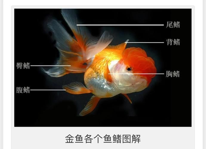如何預(yù)防魚鰭根部充血，共調(diào)用2個工具,用戶要求詳解如何預(yù)防魚鰭根部充血 如何預(yù)防魚鰭根部充血，共調(diào)用2個工具,用戶要求詳解如何預(yù)防魚鰭根部充血 龍魚百科 第4張