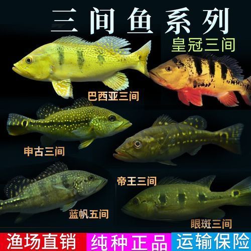 申古三間魚的價格是多少？，申古三間魚價格是多少