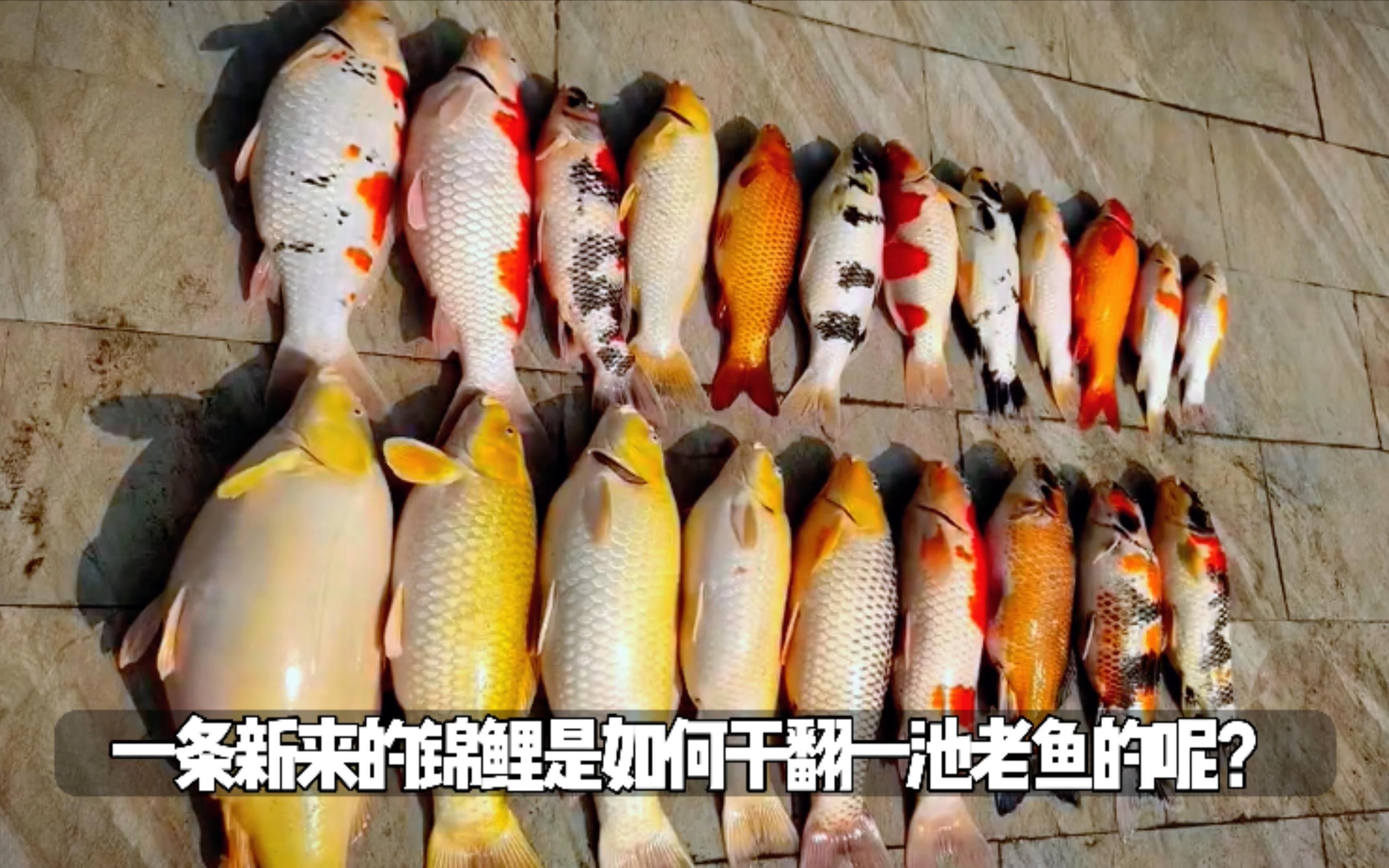 如何預防魚交叉感染的發生，交叉感染防治全攻略星塵瓶藏夢之珠錦鯉合池必知 如何預防魚交叉感染的發生，交叉感染防治全攻略星塵瓶藏夢之珠錦鯉合池必知 龍魚百科 第2張