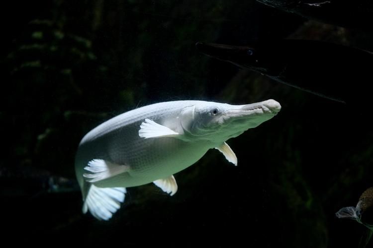 白化火箭魚如何飼養？，白化火箭魚的飼養 白化火箭魚如何飼養？，白化火箭魚的飼養 龍魚百科 第2張