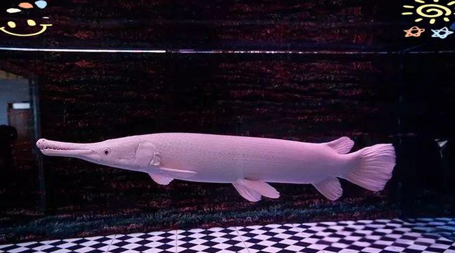 白化火箭魚如何飼養？，白化火箭魚的飼養 白化火箭魚如何飼養？，白化火箭魚的飼養 龍魚百科 第3張