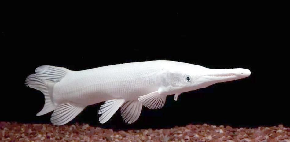白化火箭魚(yú)如何飼養(yǎng)？，白化火箭魚(yú)的飼養(yǎng)