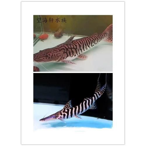 斑馬鴨嘴魚的市場價格是多少？，斑馬鴨嘴魚的市場價格因地區、季節和市場需求而有所不同