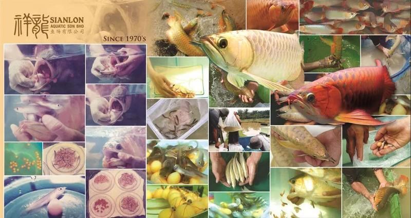 祥龍魚場2有哪些特色？，廣州龍魚祥龍魚場 祥龍魚場2有哪些特色？，廣州龍魚祥龍魚場 龍魚百科 第1張