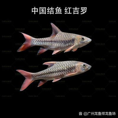 祥龍魚場2有哪些特色？，廣州龍魚祥龍魚場 祥龍魚場2有哪些特色？，廣州龍魚祥龍魚場 龍魚百科 第2張