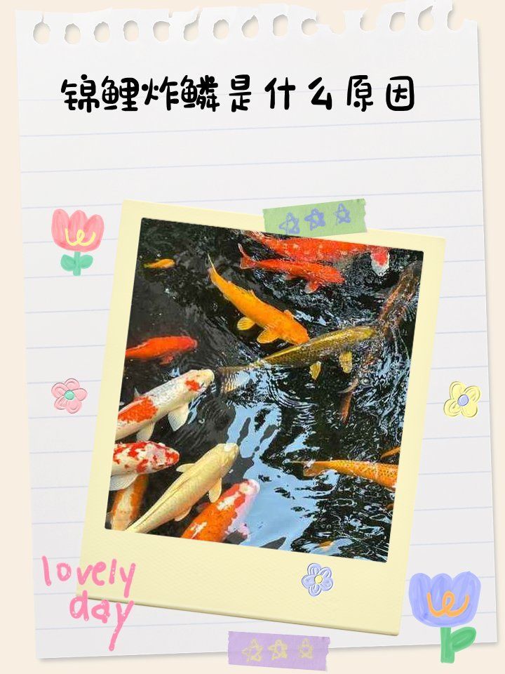 如何預防魚豎鱗病的復發(fā)，如何預防魚豎鱗病復發(fā) 如何預防魚豎鱗病的復發(fā)，如何預防魚豎鱗病復發(fā) 龍魚百科 第2張