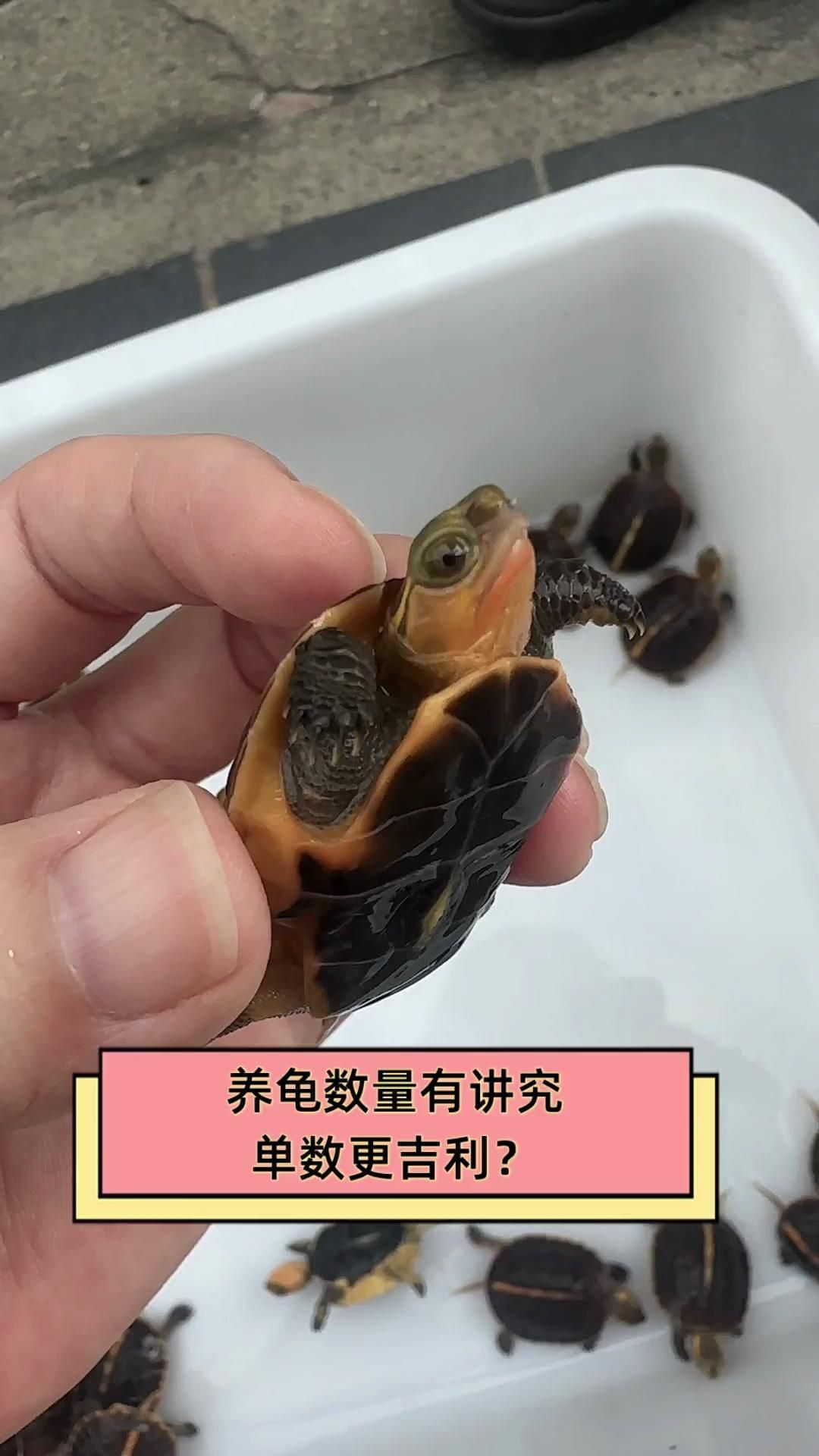 烏龜養幾只最旺屬相，養幾只烏龜最旺屬相 烏龜養幾只最旺屬相，養幾只烏龜最旺屬相 龍魚百科
