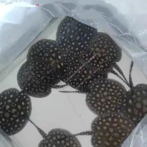 黑金魟魚的市場批發價格，黑金魟魚市場批發價格波動較大且缺乏全國統一標準化定價體系 黑金魟魚的市場批發價格，黑金魟魚市場批發價格波動較大且缺乏全國統一標準化定價體系 龍魚百科 第6張