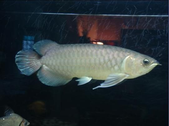 龍魚市場有哪些熱門品種，市場上最受歡迎的幾種龍魚品種，紅色系最為搶手