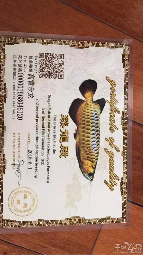 如何判斷龍魚品質證書的真偽?,龍魚品質證書的真偽鑒別指南(response節點匯總) 龍魚百科 第3張 如何判斷龍魚品質證書的真偽?,龍魚品質證書的真偽鑒別指南(response節點匯總) 如何判斷龍魚品質證書的真偽?,龍魚品質證書的真偽鑒別指南(response節點匯總) 龍魚百科 第3張