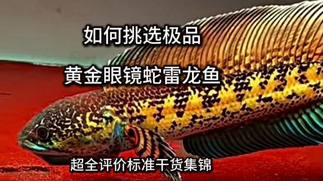 有哪些常見的雷龍魚品種？，常見的雷龍魚品牌 有哪些常見的雷龍魚品種？，常見的雷龍魚品牌 龍魚百科 第7張