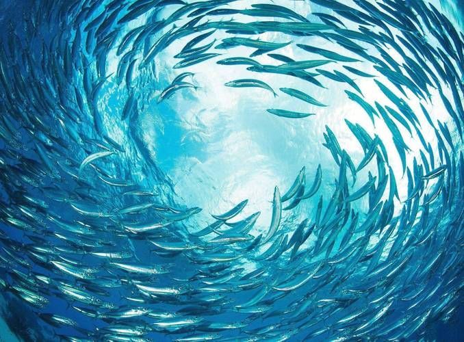 如何判斷魚是否暗浮頭，如何判斷塘魚是否暗浮頭 如何判斷魚是否暗浮頭，如何判斷塘魚是否暗浮頭 龍魚百科 第1張