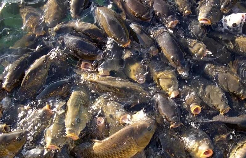 如何判斷魚是否暗浮頭，如何判斷塘魚是否暗浮頭 如何判斷魚是否暗浮頭，如何判斷塘魚是否暗浮頭 龍魚百科 第9張