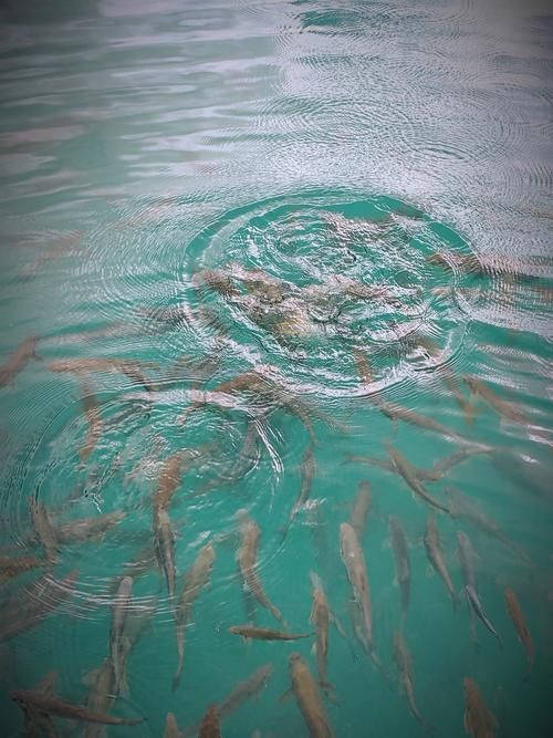 如何判斷魚是否暗浮頭，如何判斷塘魚是否暗浮頭 如何判斷魚是否暗浮頭，如何判斷塘魚是否暗浮頭 龍魚百科 第2張