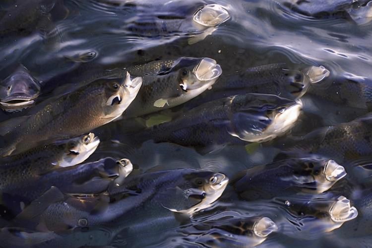 如何判斷魚是否暗浮頭，如何判斷塘魚是否暗浮頭 如何判斷魚是否暗浮頭，如何判斷塘魚是否暗浮頭 龍魚百科 第3張