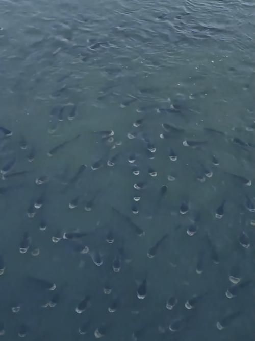 如何判斷魚是否暗浮頭，如何判斷塘魚是否暗浮頭 如何判斷魚是否暗浮頭，如何判斷塘魚是否暗浮頭 龍魚百科 第6張