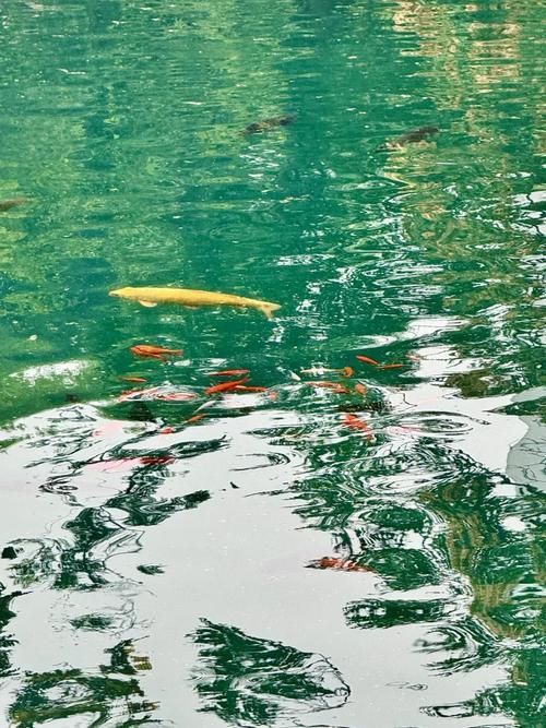 如何判斷魚是否暗浮頭，如何判斷塘魚是否暗浮頭 如何判斷魚是否暗浮頭，如何判斷塘魚是否暗浮頭 龍魚百科 第5張