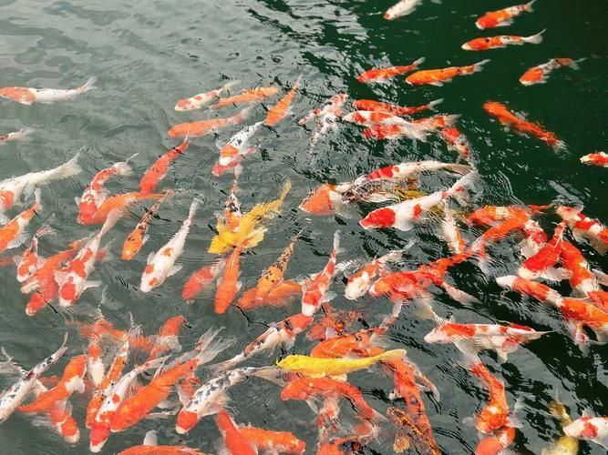 如何判斷魚是否暗浮頭，如何判斷塘魚是否暗浮頭 如何判斷魚是否暗浮頭，如何判斷塘魚是否暗浮頭 龍魚百科 第4張
