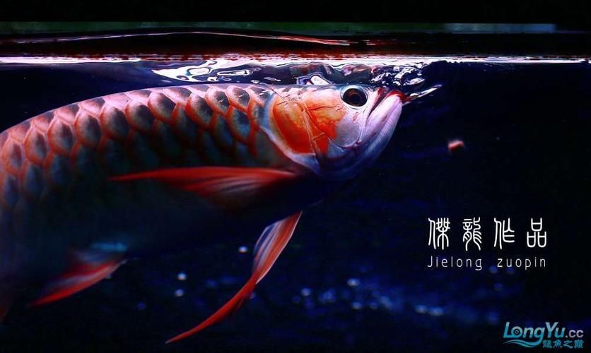 推薦幾個知名的龍魚品牌 推薦幾個知名的龍魚品牌 龍魚百科 第6張